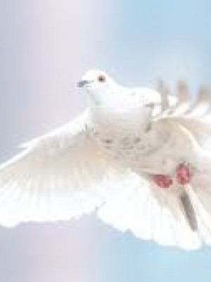 402. “Bem-aventurados os que promovem a paz, porque serão chamados filhos de Deus” (Mt 5,9)
