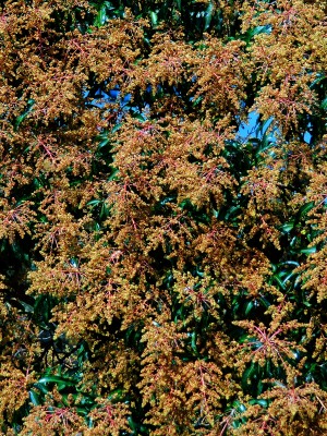 267. A mangueira em flor