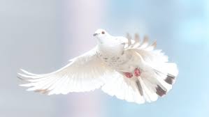 402. “Bem-aventurados os que promovem a paz, porque serão chamados filhos de Deus” (Mt 5,9) 402. “Bem-aventurados os que promovem a paz, porque serão chamados filhos de Deus” (Mt 5,9)