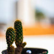 430. “Feliz quem suporta a provação; porque uma vez provado receberá a coroa da vida, que Deus prometeu aos que o amam 430. “Feliz quem suporta a provação; porque uma vez provado receberá a coroa da vida, que Deus prometeu aos que o amam