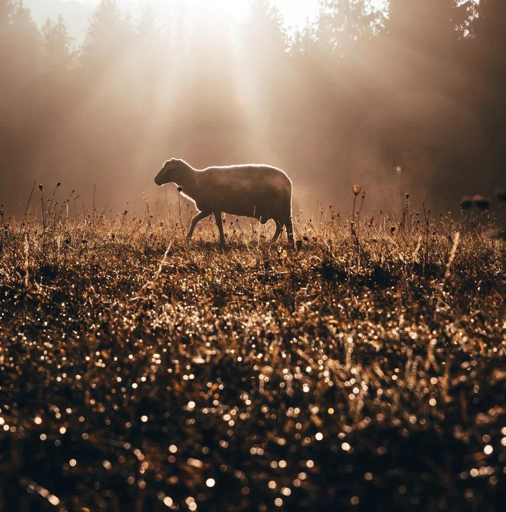 479. o Pastor que recolhe a noite 479. o Pastor que recolhe a noite
