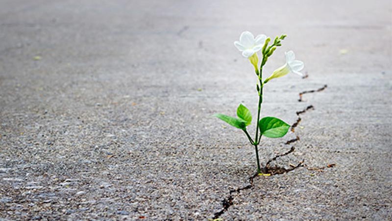 501. Prece da caminhada 501. Prece da caminhada