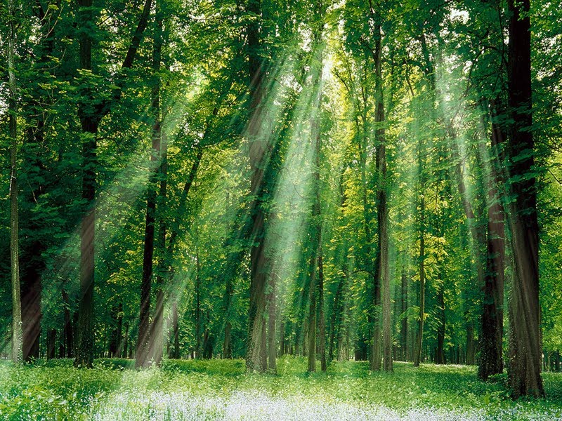 SALMO 118 - 6º DOMINGO DO TEMPO COMUM ANO A SALMO 118 - 6º DOMINGO DO TEMPO COMUM ANO A