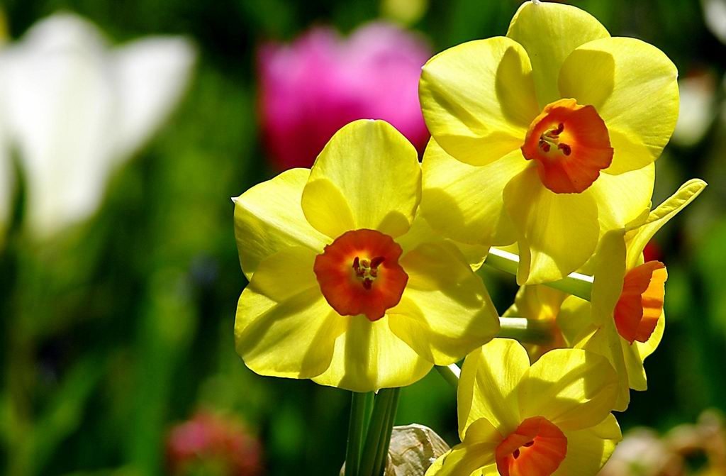 54. Amar sempre 54. Amar sempre