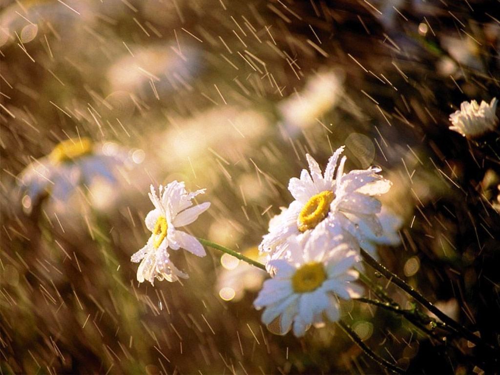 88. Em ti, Senhor 88. Em ti, Senhor