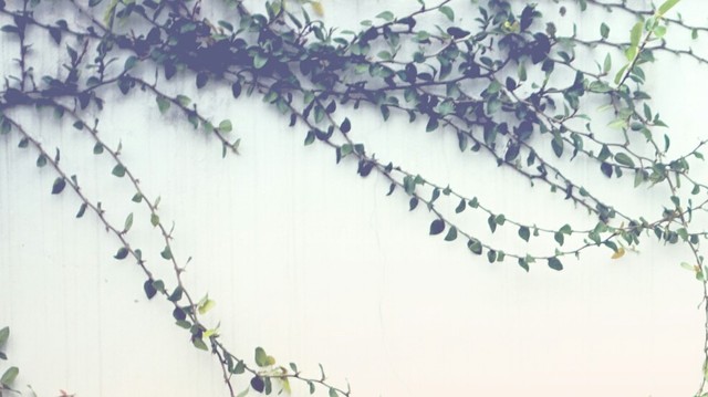 219. Salmo imprecatório ou Oração do desprezado 219. Salmo imprecatório ou Oração do desprezado